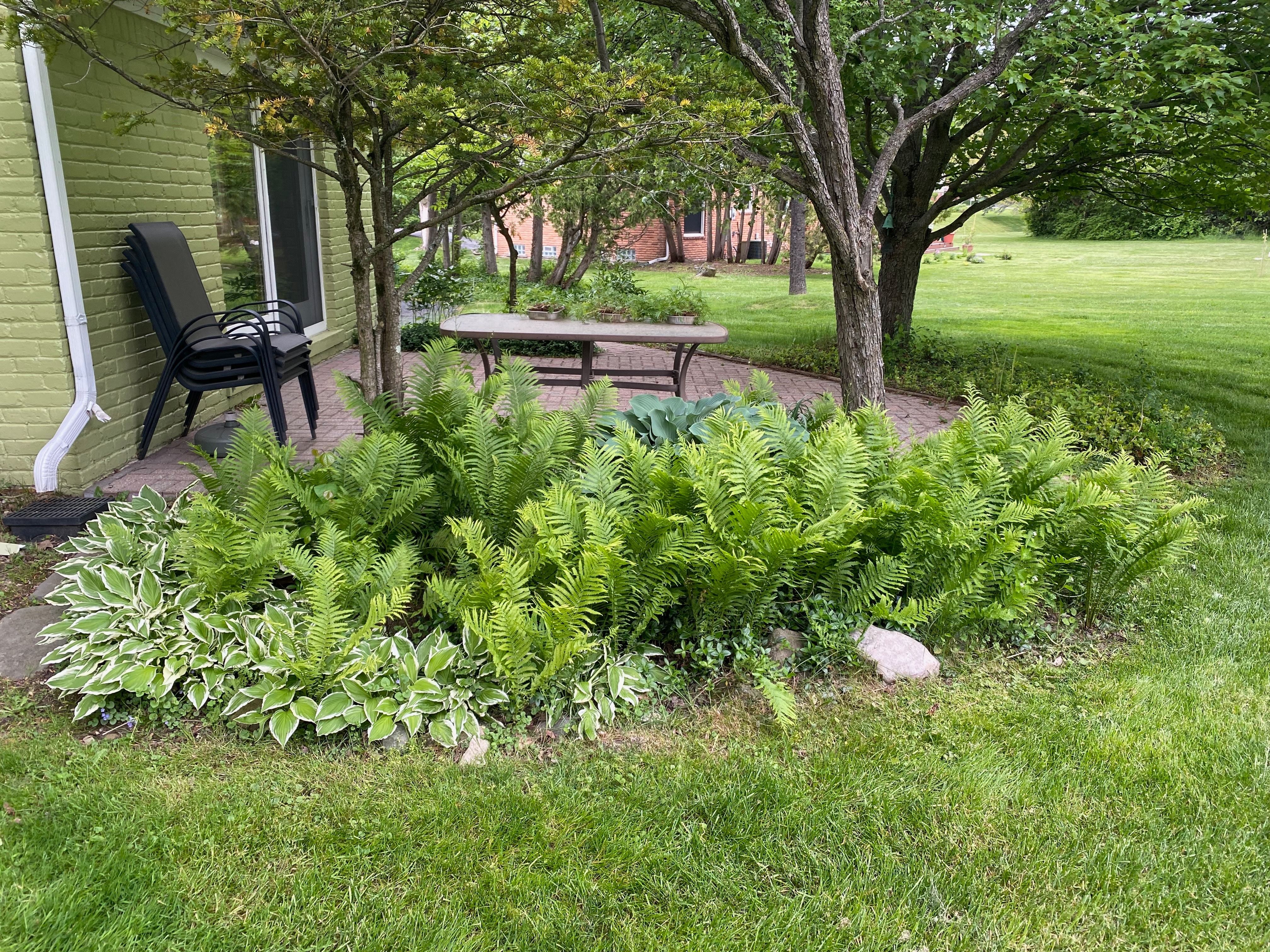 Before photo of overgrown garden bed